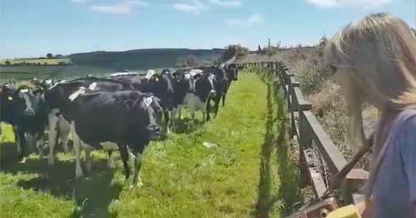 Traditional music star Sharon Shannon played Irish music on her accordion to an audience of cows